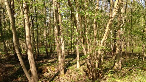 Prévention des feux de forêts